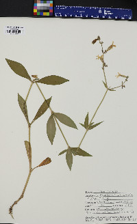 Silene latifolia image