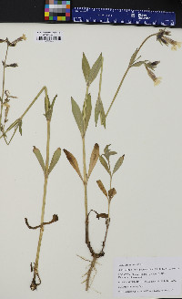 Silene latifolia image