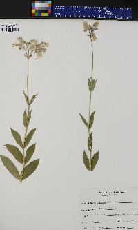 Silene vulgaris image