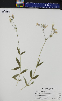 Silene vulgaris image