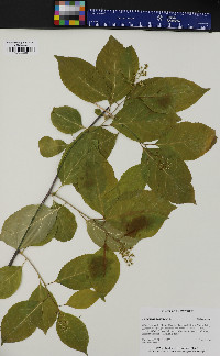 Celastrus scandens image