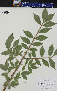 Euonymus alatus image