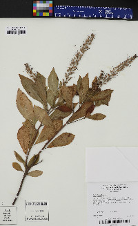 Clethra alnifolia image