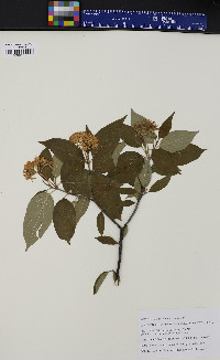 Cornus amomum subsp. obliqua image