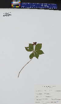 Cornus canadensis image