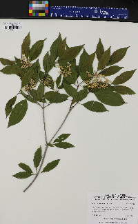 Cornus racemosa image