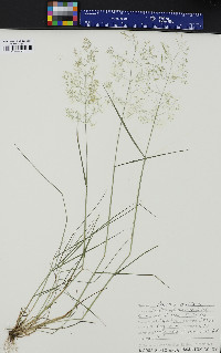 Agrostis capillaris image