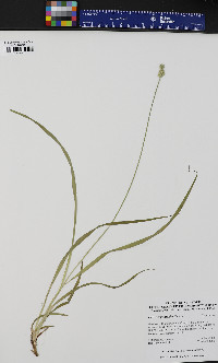 Carex cephaloidea image