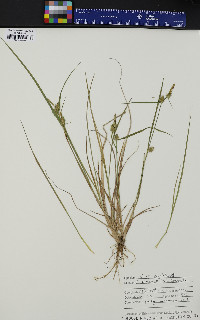 Carex cryptolepis image