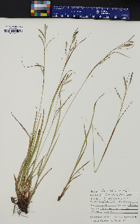 Carex debilis var. rudgei image