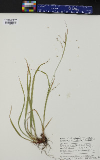 Carex debilis var. rudgei image