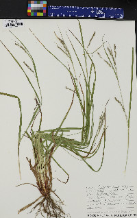Carex debilis var. rudgei image