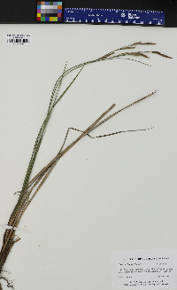 Carex echinata image