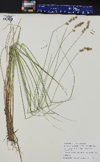 Carex echinata subsp. echinata image