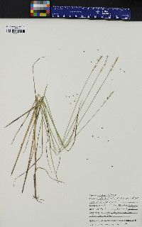 Carex echinata image