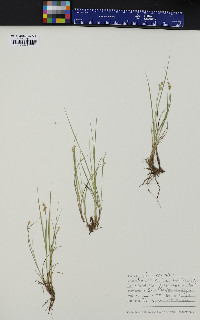 Carex echinata image