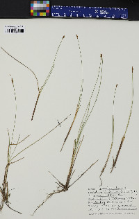 Carex exilis image