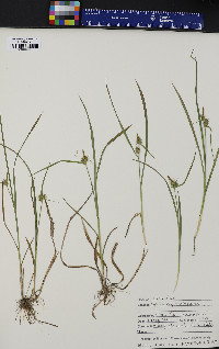 Carex flava image