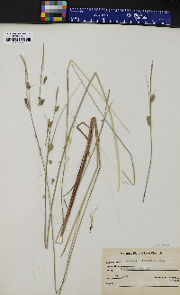 Carex lasiocarpa image