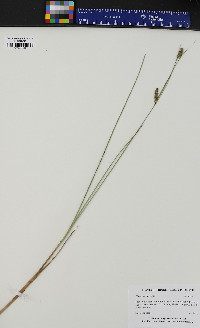 Carex lasiocarpa image