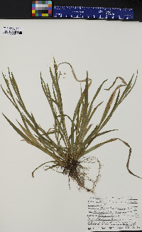 Carex leptonervia image