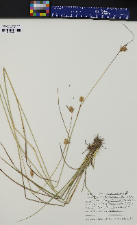 Carex michauxiana image