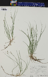 Carex novae-angliae image