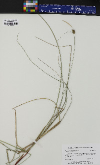 Carex oligosperma image