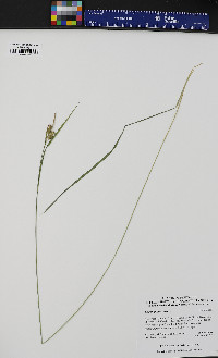 Carex pallescens image