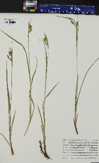 Carex pallescens image