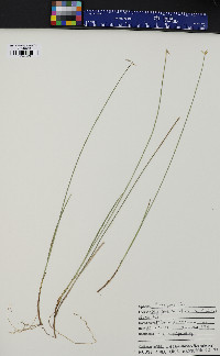 Carex pauciflora image