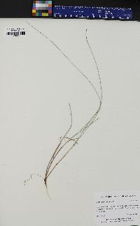 Carex pauciflora image