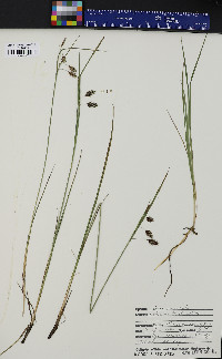 Carex paupercula image