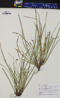 Carex pedunculata image