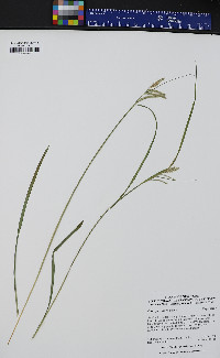 Carex prasina image