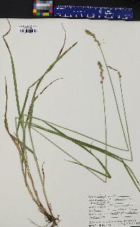 Carex projecta image