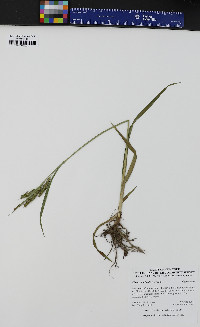 Carex scabrata image