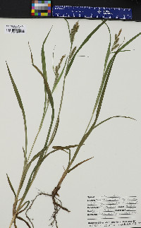 Carex scabrata image