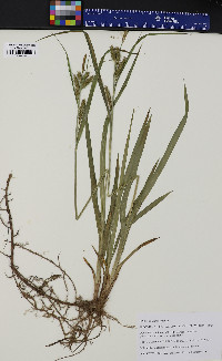 Carex scabrata image