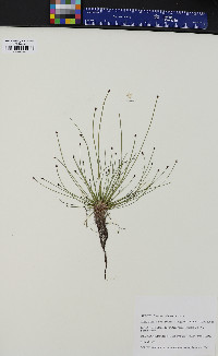 Eleocharis ovata image