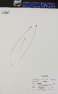 Eleocharis ovata image