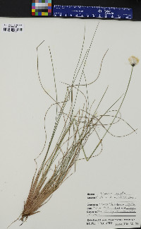 Eriophorum vaginatum image