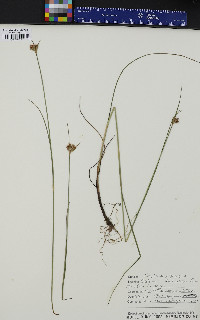 Eriophorum virginicum image