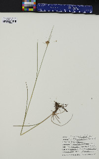 Eriophorum virginicum image