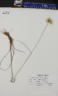 Eriophorum virginicum image