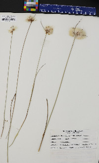 Eriophorum virginicum image