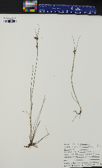 Rhynchospora fusca image