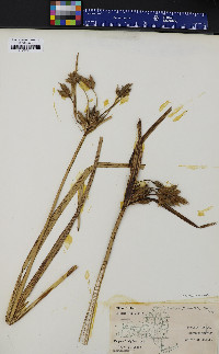 Schoenoplectus fluviatilis image