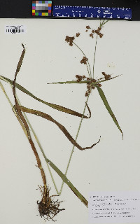 Scirpus hattorianus image