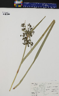 Scirpus microcarpus image